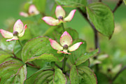 Kousa+dogwood+berries+poisonous+dogs